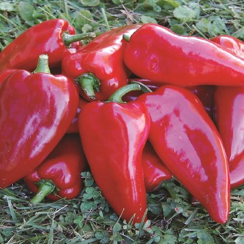 Chervena Chushka Pepper