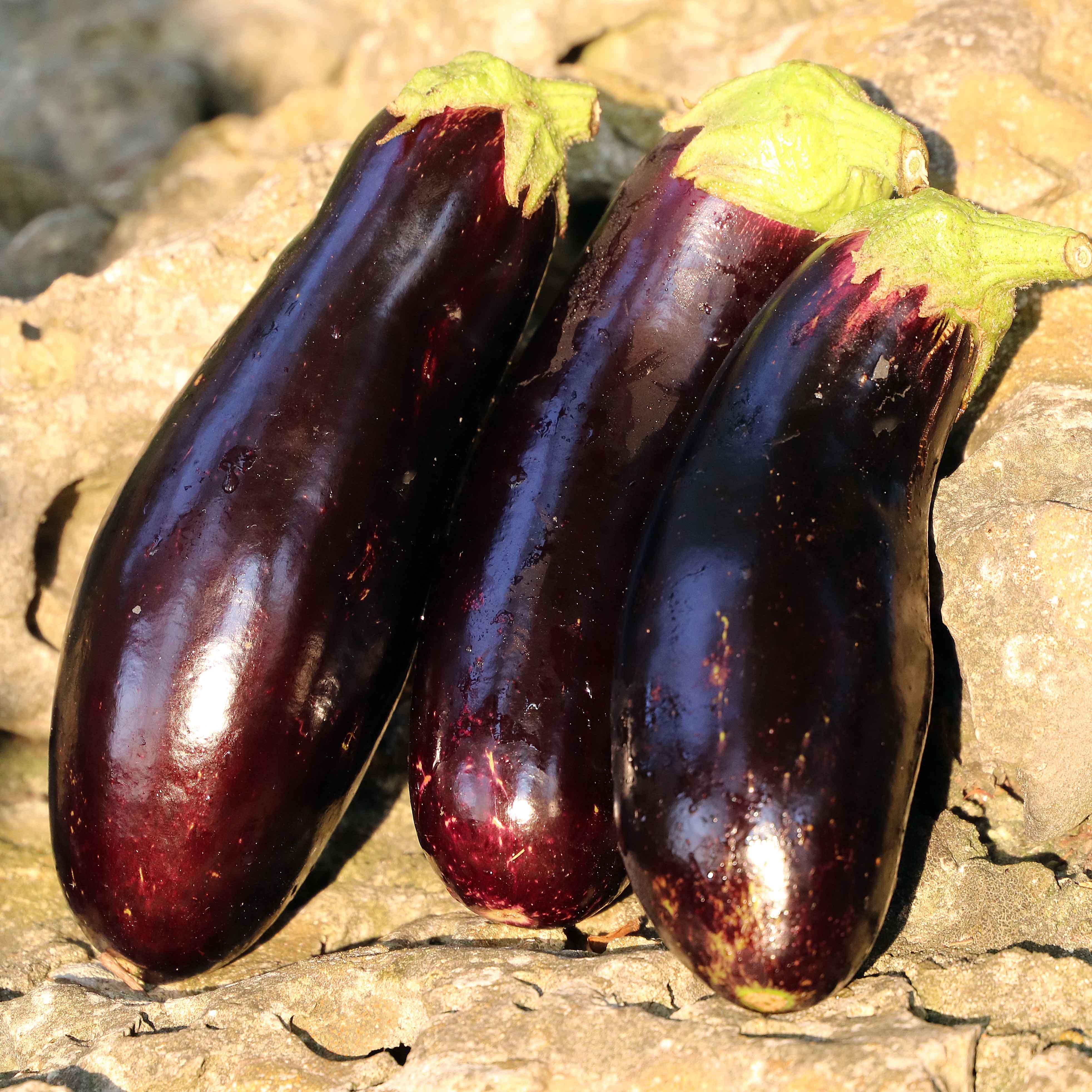 Eggplant, Diamond