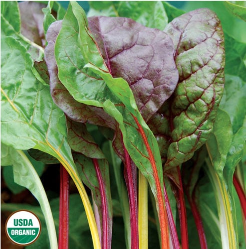 Swiss Chard, Five Color Silverbeet