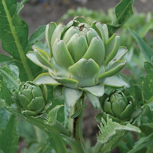 Artichoke, Green Globe