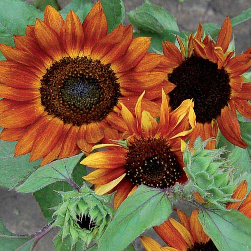 Velvet Queen Sunflower