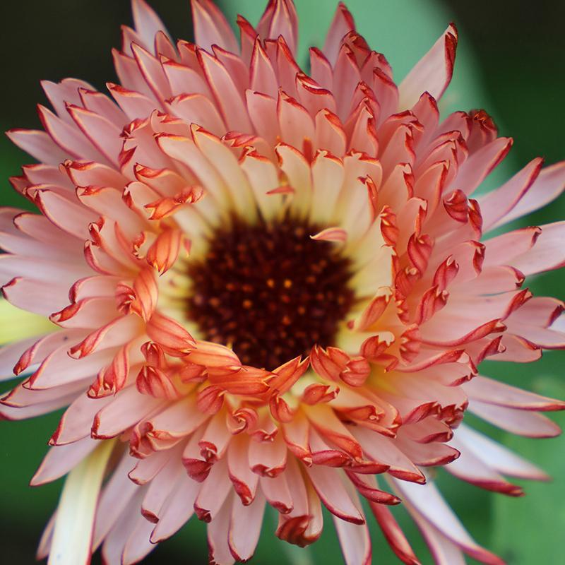 Touch of Red Buff Calendula