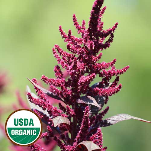 Hopi Red Dye Amaranth