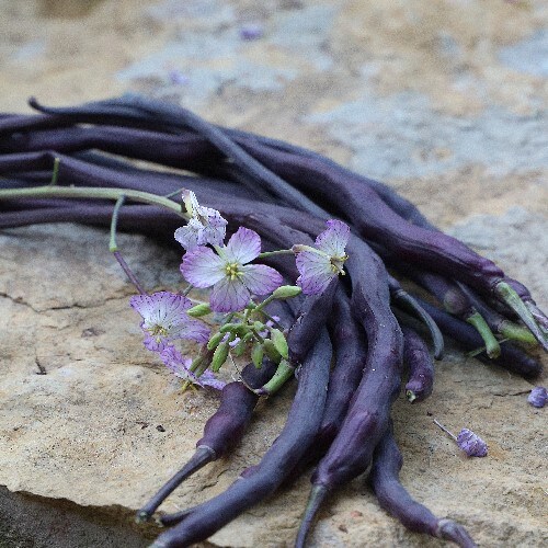 Rat Tail (Purple) Radish