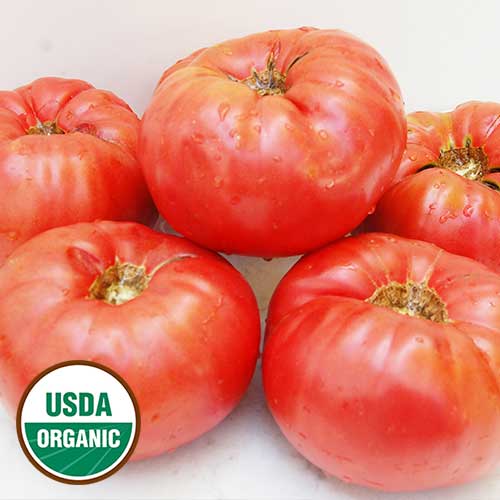 Whittemore Heirloom Tomato