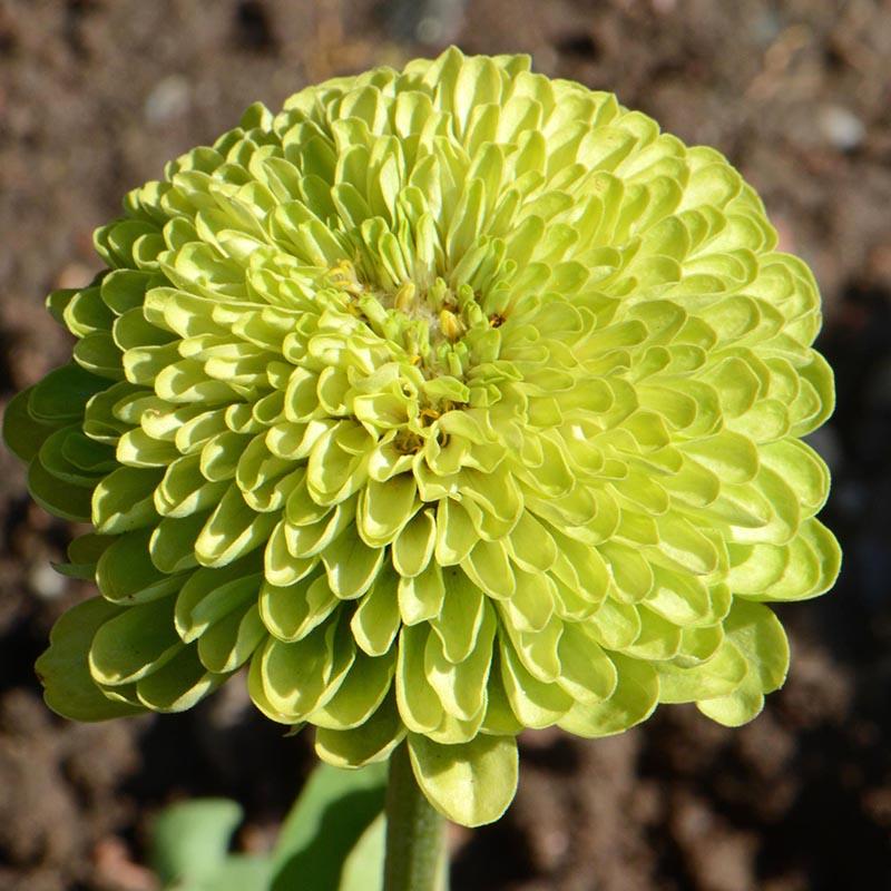 Envy Zinnia