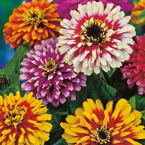 Flower, Whirlygig Mix Zinnia