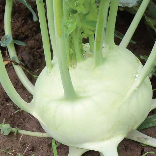 Delicatesse White Kohlrabi