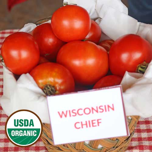 Tomato, Wisconsin Chief