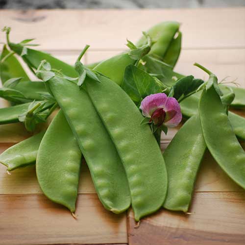 Green Beauty Pea