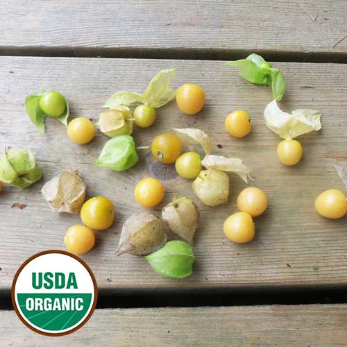 Drott's Yellow Ground Cherry