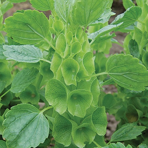 Flower, Bells of Ireland