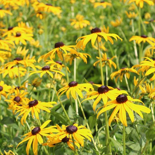 Black-Eyed Susan