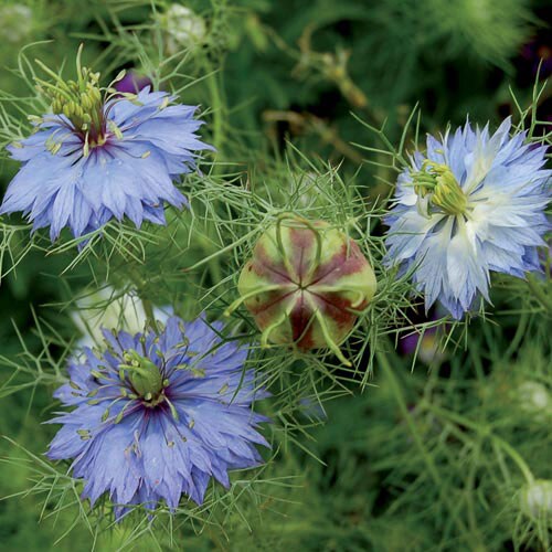 Flower, Love-in-a-Mist