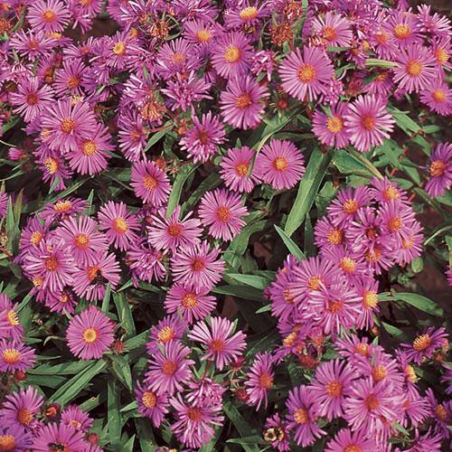 Prairie, New England Aster