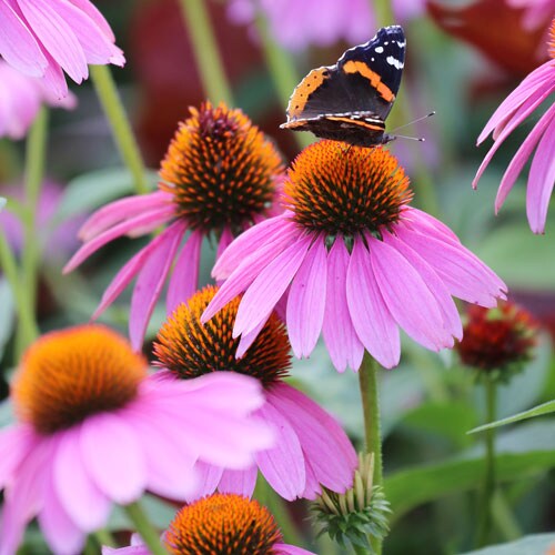 Prairie, Purple Coneflower