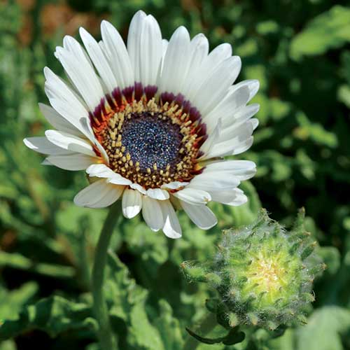 Zulu Prince Daisy Flower