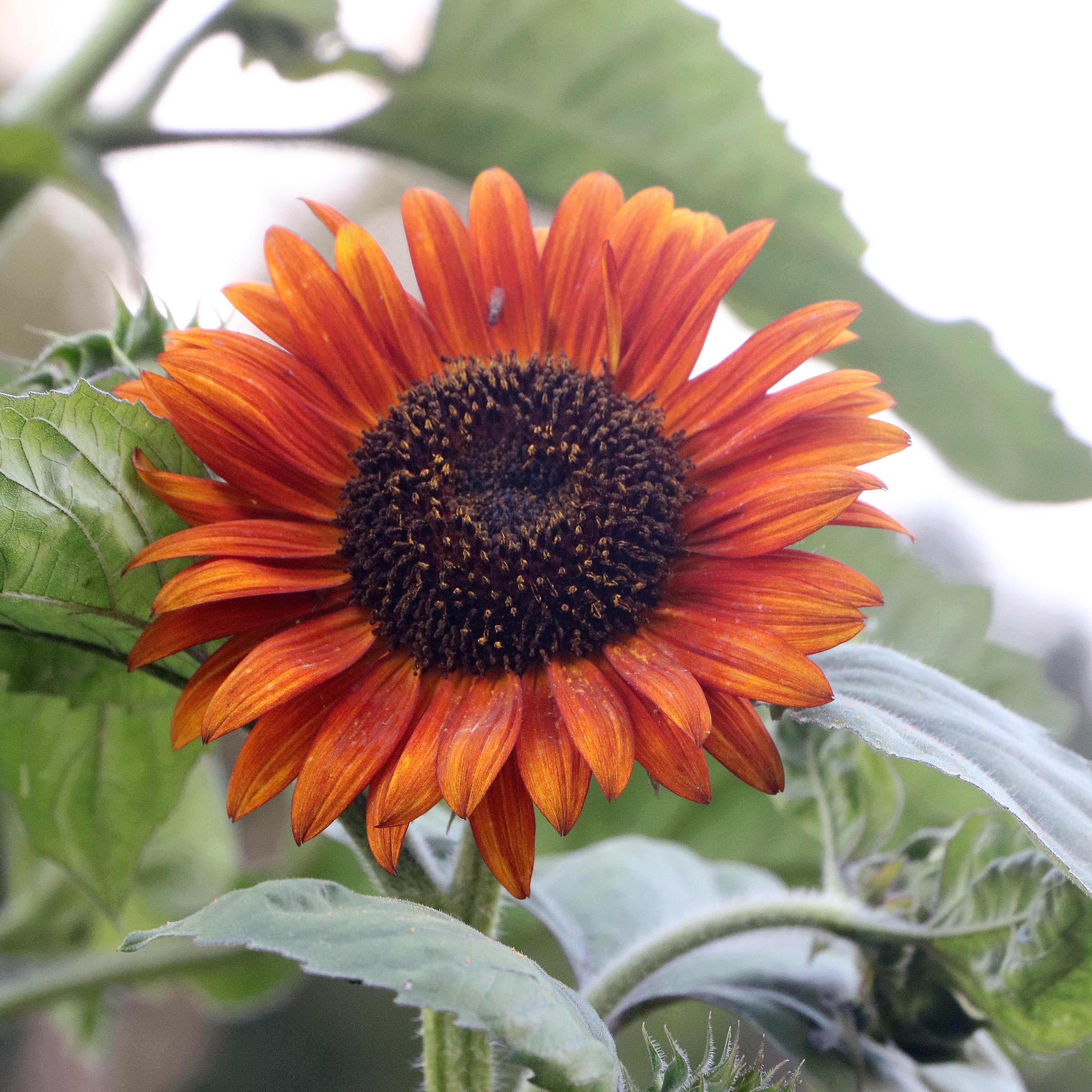 Autumn Beauty Sunflower