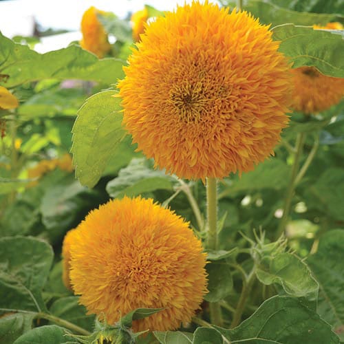 Teddy Bear Sunflower