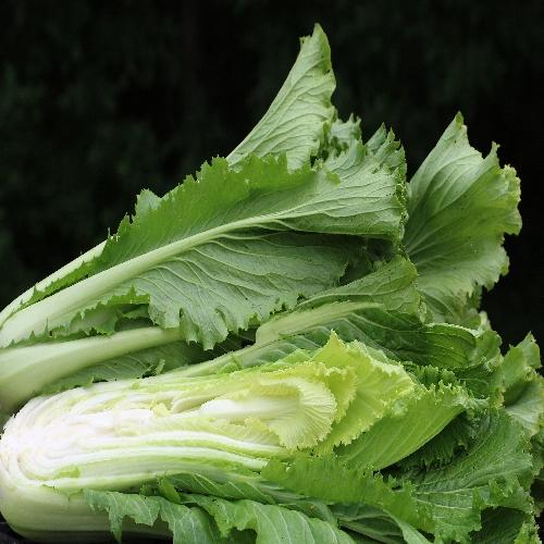 Chinese Celery Cabbage