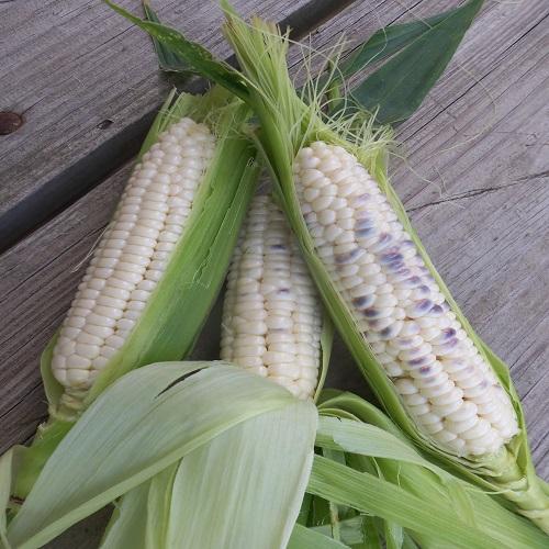 Hjerleid Blue Corn