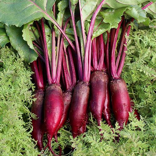 Beet, Cylindra