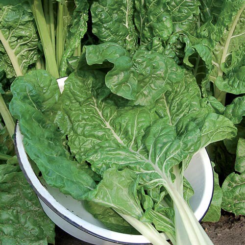 Swiss Chard, Fordhook Giant