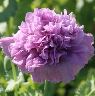 Lavender Double Poppy