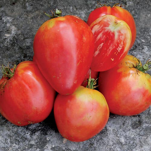 Tomato, Hungarian Heart