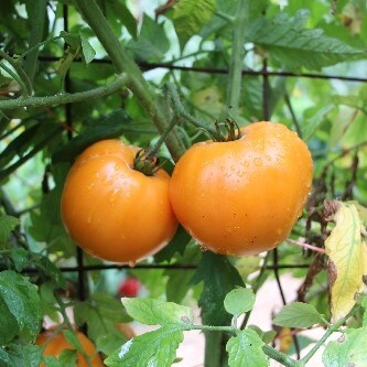 Maiden's Gold Tomato