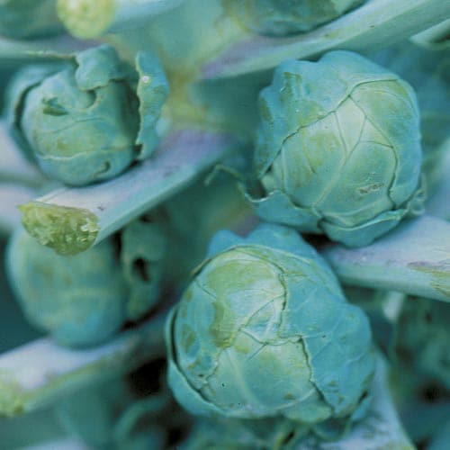 Brussels Sprouts, Long Island