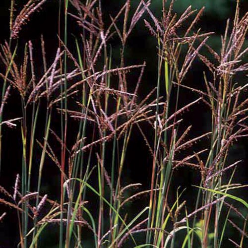 Prairie, Big Bluestem