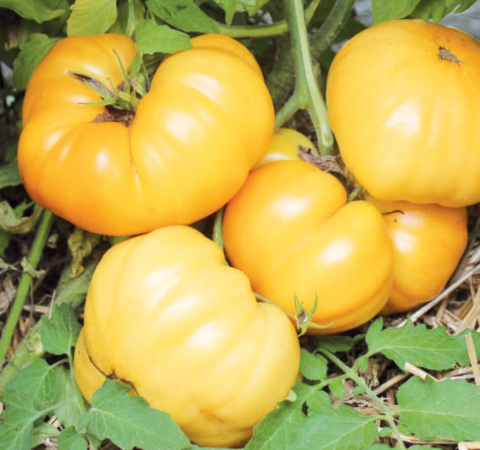 Dr. Wyche's Yellow Tomato