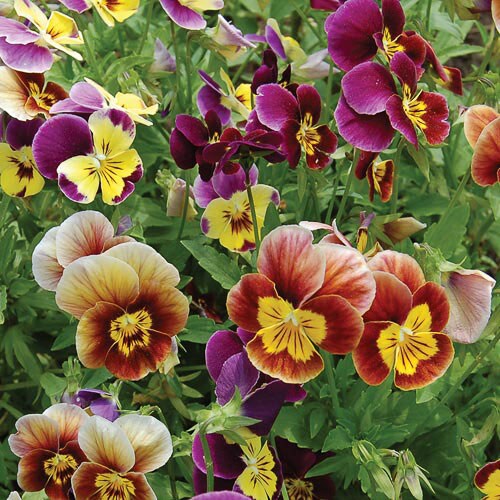 Flower, Historic Pansies Mix