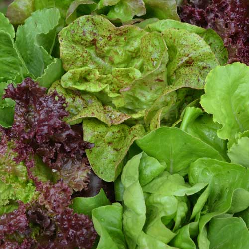 Lettuce, Seed Savers Mixture