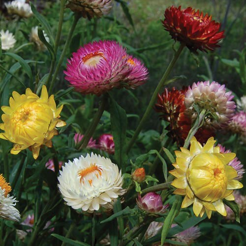 Flower, Strawflower Mixture