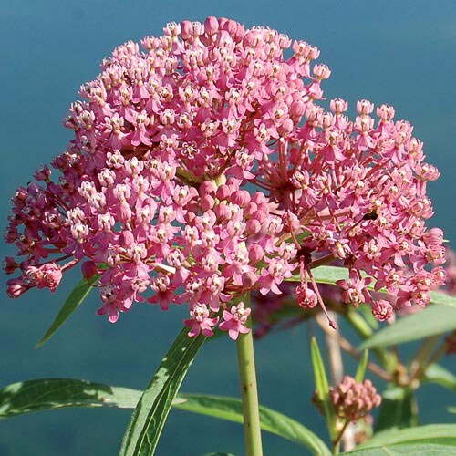 Prairie, Red Milkweed