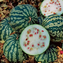 Watermelon, Citron