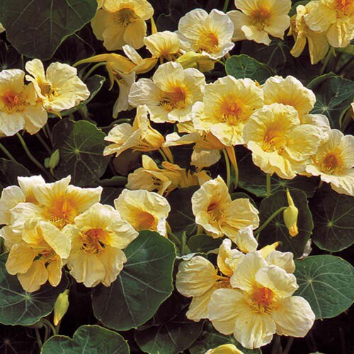 Flower, Milkmaid Nasturtium