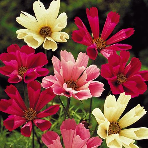 Flower, Sea Shells Cosmos Mixture