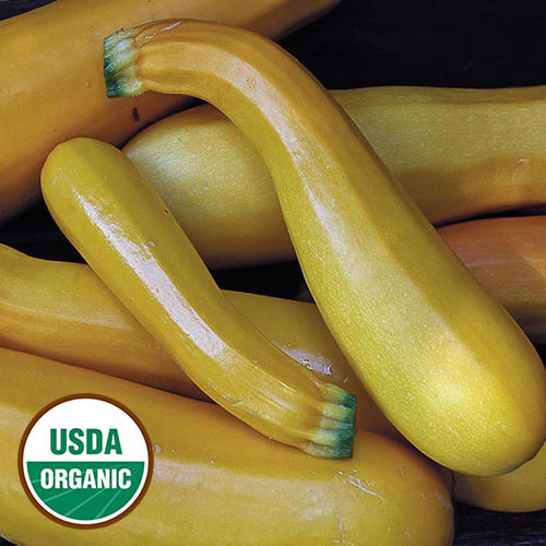 Squash, Golden Zucchini