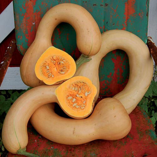 Squash, PA Dutch Crookneck