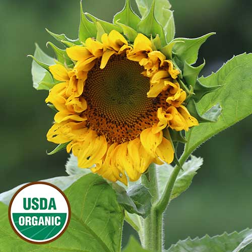 Sunflower, Mongolian Giant (organic)