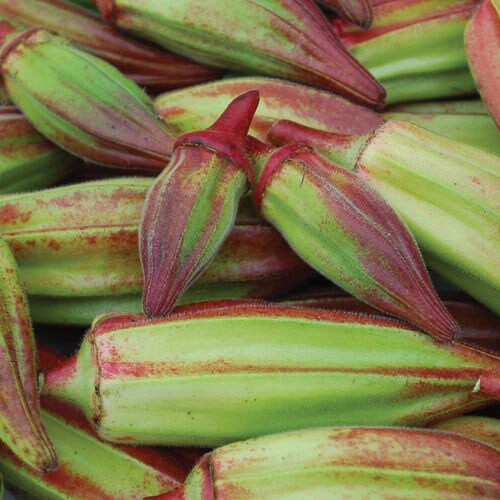 Okra, Hill Country Red