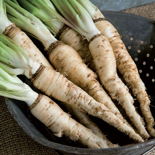 Salsify, Mammoth Sandwich Island