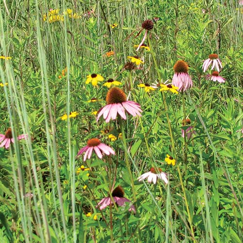 Dry Wildflower Prairie Mix - Seed Savers Exchange