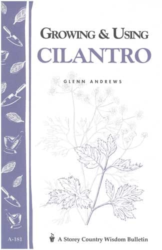 Growing and Using Cilantro