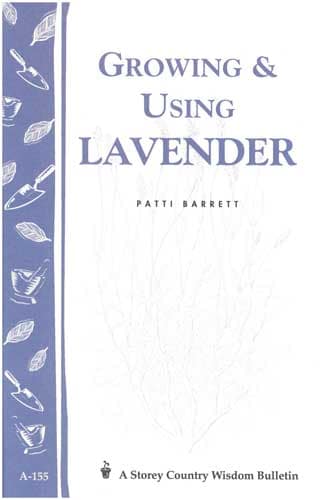 Growing and Using Lavender